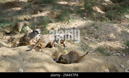 Eine Gruppe Erdmännchen im Sand vor ihrer Höhle Stockfoto