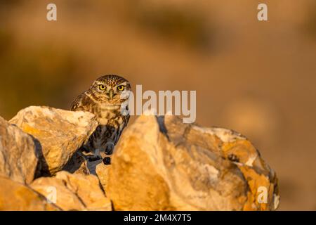 Kleine Eule, Athen noctua, Souss-Massa Nationalpark, Marokko. Stockfoto