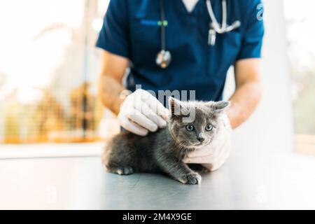 Die Hände des Tierarztes streicheln und Katzenimpfung in der Klinik Stockfoto