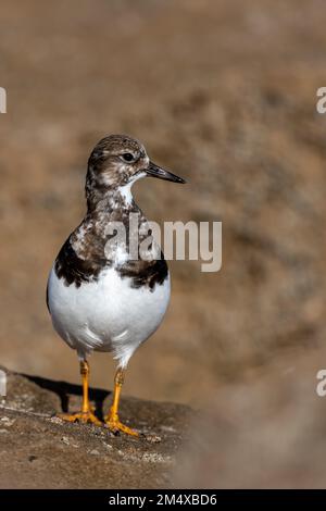 Ruddy Turnstone, Arenaria Interpres, Überwinterung an der marokkanischen Küste. Stockfoto