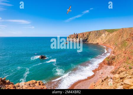 Großbritannien, Schottland, Northern fulmar (Fulmarus glacialis) über Klippen von Northmavine Stockfoto