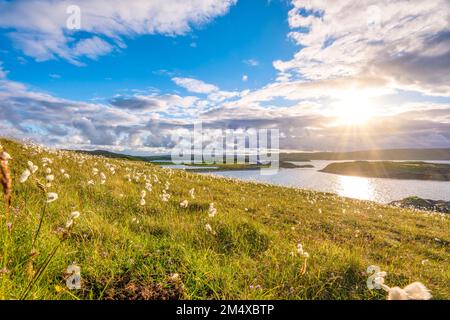 Großbritannien, Schottland, Brough, Baumwollgras (Eriophorum angustifolium), das bei Sonnenuntergang am Hang wächst Stockfoto