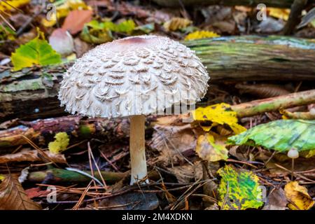 Shaggy-Sonnenschirm-Pilze wachsen im Herbst auf dem Waldboden Stockfoto