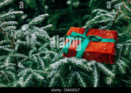 Weihnachtsgeschenkbox auf Tannenzweigen mit Schnee im Wald Stockfoto