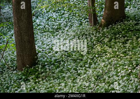 Allium-Blumen blühen im Frühlingswald Stockfoto