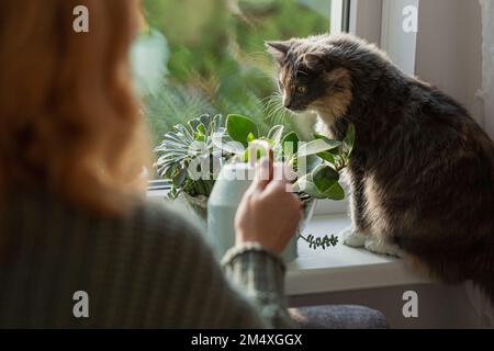 Eine Frau, die am Fenster Hauspflanzen gießt, mit einer Katze, die auf dem Fensterbrett sitzt Stockfoto