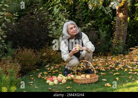 Seniorin pflückt Äpfel in einem Korb im Garten Stockfoto