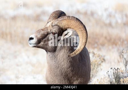 Rocky Mountain Bighorn-Schafbock in Wyoming Stockfoto