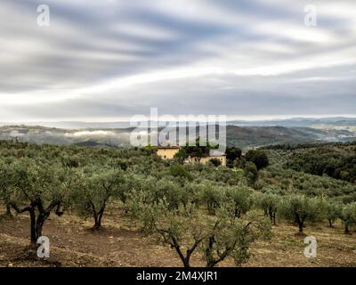 Olive Grove in der Toskana, Artimino, Italien, Europa Stockfoto