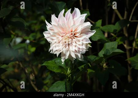 Weiße blühende Dahlia von Cafe Au Lait Sorte Stockfoto