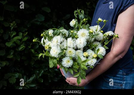 Eine Frau in der Mitte, die einen Eimer frischer Dahlien der Sorte White Aster hält Stockfoto