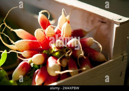 Frische Radieschen werden in einer Holzkiste eines Bio-Restaurants/der Eyepix Group (Bild: © Martin Bertrand/Eyepix via ZUMA Press Wire) gesehen. Kredit: ZUMA Press, Inc./Alamy Live News Stockfoto