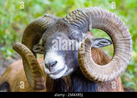 Porträt eines männlichen Mufflonschafes Stockfoto