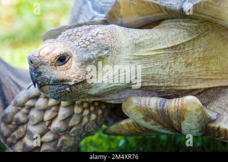 Eine Nahaufnahme des Kopfes einer afrikanischen Schildkröte. Stockfoto