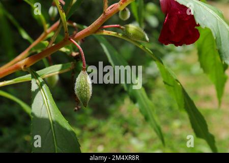 Eine Reifekapsel einer roten Verity der Gartenbalsam-Pflanze (Impatiens Balsamina). Dieses Werk ist auch als Rosenbalsam und Kudalu bekannt Stockfoto