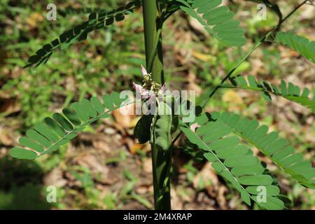 Nahaufnahme von Blüten und wachsenden Saatkapseln mit Blättern einer Rosarenerbse oder Jequirity Bean Rine (Abrus Precatorius). Stockfoto