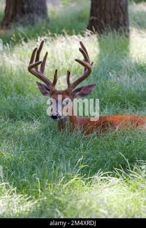 Ein Weißschwanzbock, noch in Samt, liegt nachmittags im hohen Gras. Stockfoto