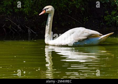 Ein stummer Schwan schwimmt auf einem Bauernhofteich. Stockfoto