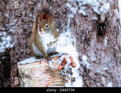 Amerikanisches rotes Eichhörnchen (Tamiasciurus hudsonicus), das im Winter auf einem Birkenstumpf vor einem Baumstamm sitzt Stockfoto