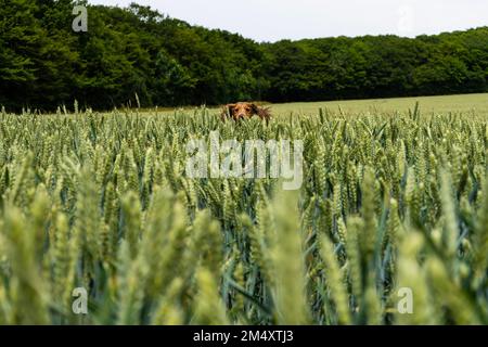 Ein süßer brauner englischer Cocker Spaniel, der auf einem grünen Feld mit Bäumen im Hintergrund läuft Stockfoto