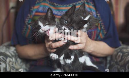 Schwarz-weiße Kätzchen in den Armen einer Frau. Stockfoto