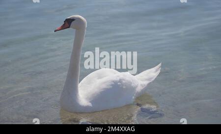 Ein Schwan in der Nähe der Küste am Sommertag. Stockfoto