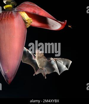 Pallas's langsprachige Fledermaus (Glossophaga soricina), die aus Bananenblüten (Inflorescence moussa), Halbinsel Osa, Puntarenas, Costa Rica gefüttert wird. Stockfoto