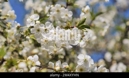 Weiße Apfelblüten im Frühling. Stockfoto