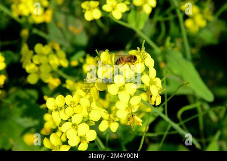 Munshigonj, Bangladesch. 23. Dezember 2022. Am 23. Dezember 2022 sammelt eine Biene Honig von einer Senfblume auf einem Senffeld in der Nähe der Honigfarm Satgaon in Munshigonj, Bangladesch. Nach Angaben des Bangladesch Institute of Apiculture (BIA) produzieren rund 25 000 Anbauflächen, darunter 1.000 kommerzielle Landwirtschaftsbetriebe, jährlich mindestens 1500 Tonnen hochwertigen Honig im ganzen Land. Credit: Mamunur Rashid/Alamy Live News Stockfoto