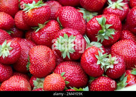 Nahaufnahme frischer reifer Erdbeeren Stockfoto