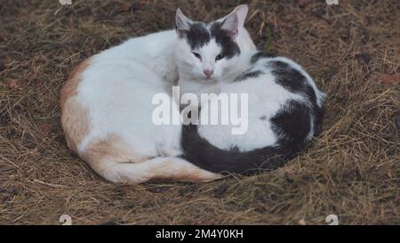 Zwei streunende Katzen, die im Heu schlafen. Stockfoto