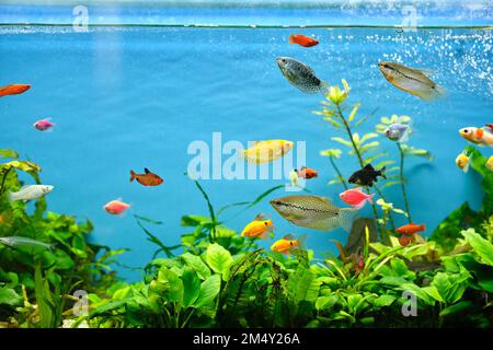 Bunte exotische Fische schwimmen im tiefblauen Wasseraquarium mit grünen tropischen Pflanzen Stockfoto