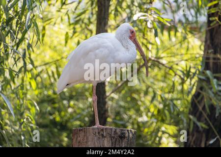 Das amerikanische weiße Ibis (Eudocimus albus) steht an einem Bein Stockfoto