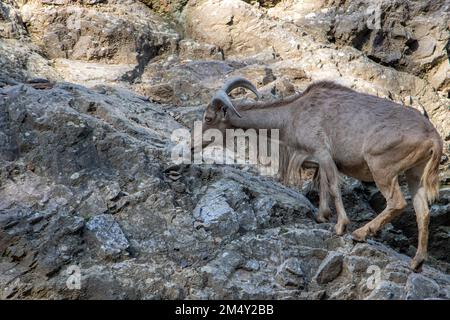 Die Berberschafe (AMMOTRAGUS LERVIA) laufen auf einem Felsen Stockfoto