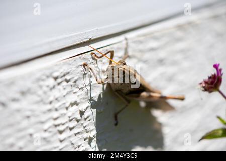 Eine Nahaufnahme eines Grashüllers auf einer Holzplanke unter dem Sonnenlicht Stockfoto