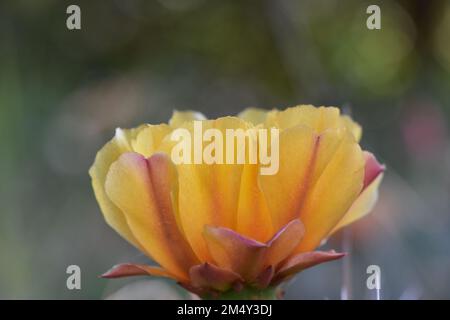 Eine Nahaufnahme einer Kaktusblume auf einem Feld unter Sonnenlicht mit verschwommenem Hintergrund Stockfoto