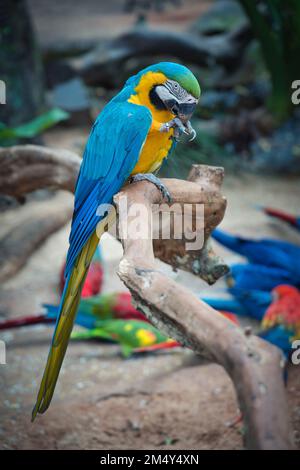 Foto des Macaw im Vogelpark foz do iguacu Stockfoto