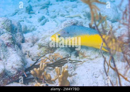 Farbenfroher spanischer Heigenfisch für Erwachsene, der auf dem Grund des Bonaire Ocean schwimmt Stockfoto