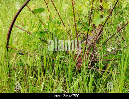 Ein altes Rad auf einem Bauernhof ist von Gräsern und Wiesenpflanzen umgeben, Ellison Bay, Door County, Wisconsin Stockfoto