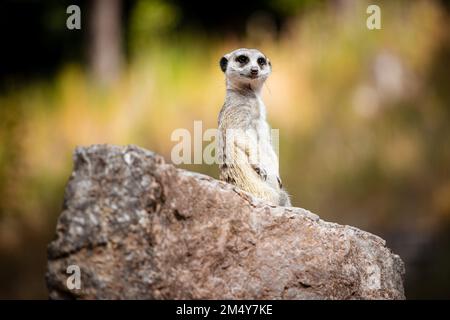 Eine flache Fokusaufnahme eines süßen Erdmännchens, das auf einem flachen Felsen sitzt Stockfoto