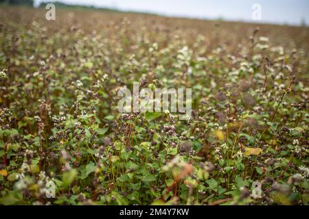 Buchweizen im Reifungsstadium vor der Ernte. Fagopyrum esculentum, japanischer Buchweizen und Silberhüllenbuckweizen blühen auf dem Feld. Nahaufnahme Stockfoto