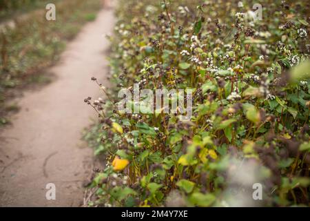 Buchweizen im Reifungsstadium vor der Ernte. Fagopyrum esculentum, japanischer Buchweizen und Silberhüllenbuckweizen blühen auf dem Feld. Nahaufnahme Stockfoto