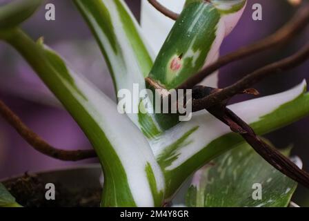 Weißer und grüner Stamm von Philodendron White Wizard, einer seltenen und beliebten Hauspflanze Stockfoto