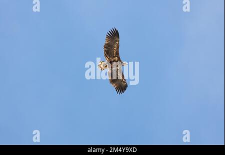 Nahaufnahme eines jungen Weißwedeladlers (Haliaeetus albicilla) im Flug, Flügel weit auseinander, Blick von unten vor klarem blauen Himmel Stockfoto