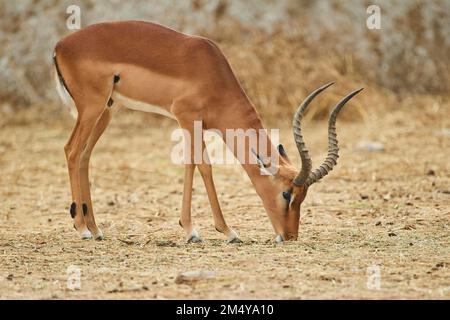 Impala (Aepyceros melampus) im Dessert, in Gefangenschaft, in Afrika Stockfoto