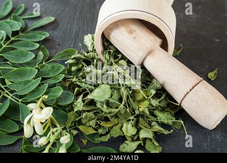 Der Baum der Heilpflanze Life-Moringa oleifera Stockfoto