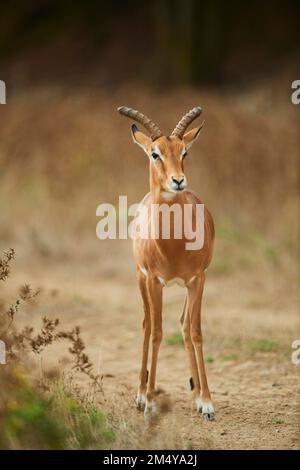 Impala (Aepyceros melampus) im Dessert, in Gefangenschaft, in Afrika Stockfoto