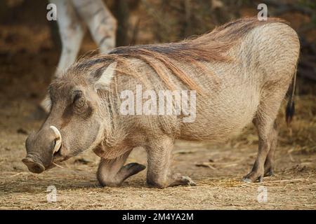 Gemeines Warzenschwein (Phacochoerus africanus), kniend im Dessert, in Gefangenschaft, Distributionsafrika Stockfoto