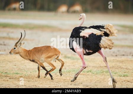 Gewöhnlicher Strauß (Struthio camelus), der hinter einem südlichen Lechwe (Kobus leche) im Dessert läuft, in Gefangenschaft, Distributionsafrika Stockfoto