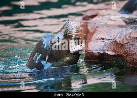 Kalifornischer Seelöwe (Zalophus californianus) männlich, der im Wasser schwimmt, in Gefangenschaft, Deutschland, Europa Stockfoto